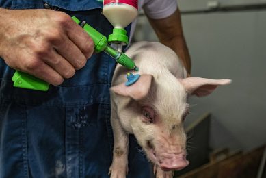 A pig is being vaccinated for PRRS. Vaccines received attention at the 1st night of the digital ESPHM. - Photo: Ronald Hissink
