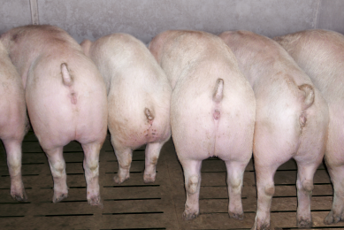 Even when ileitis is not severe, the economic impact might be strong as the pigs do not grow uniformly. <em>Photos: Boehringer Ingelheim</em>