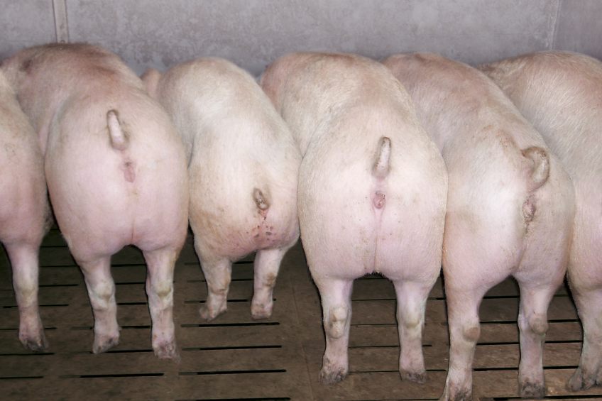 Even when ileitis is not severe, the economic impact might be strong as the pigs do not grow uniformly. <em>Photos: Boehringer Ingelheim</em>