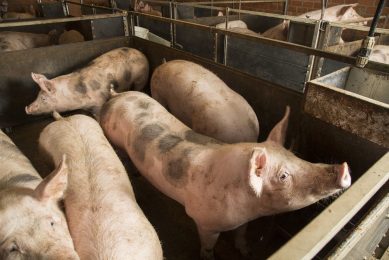 New boar feed could be the answer to castration. Photo: Koos Groenewold