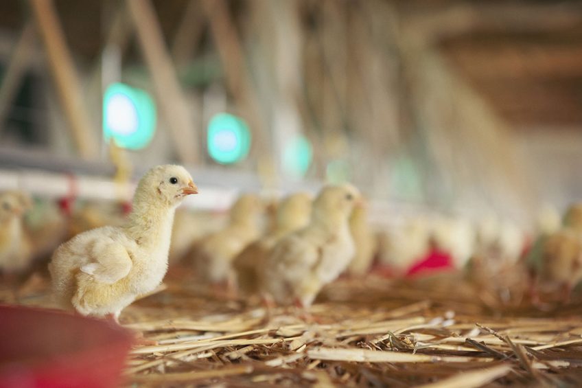 Young chicken's are vunerable to microbial pathogens, using spray-dried plasma in the diet can help support the immune system. Photo: Dancu Aleksandar