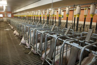 Export dependency risky for EU pig industry. Photo: Mark Pasveer