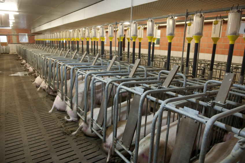 Export dependency risky for EU pig industry. Photo: Mark Pasveer