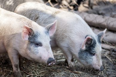 Piglets on a farm in Armenia. Photo: Shutterstock