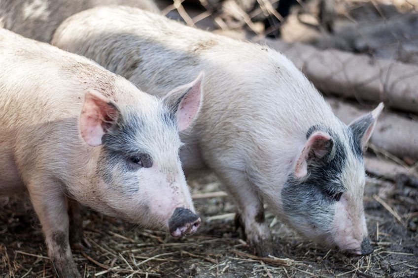 Piglets on a farm in Armenia. Photo: Shutterstock