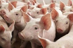New heights for EU pig welfare campaign