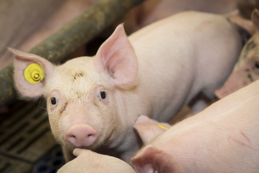 Which wheat particle size is best for grower pigs?