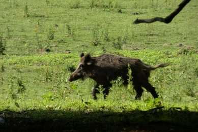 A healthy wild boar roaming the fields in Western Europe. - Photo: Jan Vullings