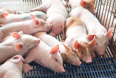 Incorporation of betaine in pig diets also leads to a reduction in the maintenance energy requirement of the animal. Photo: Shutterstock