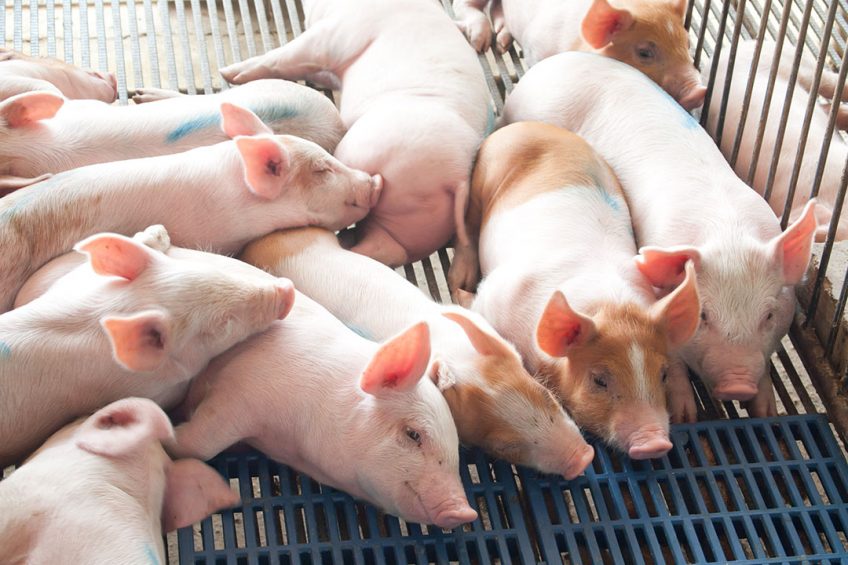 Incorporation of betaine in pig diets also leads to a reduction in the maintenance energy requirement of the animal. Photo: Shutterstock