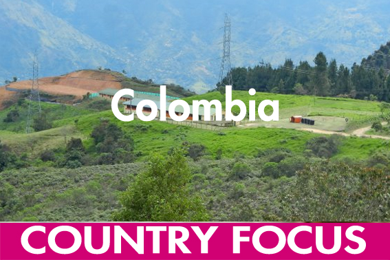 Colombia s pig sector facing challenges
