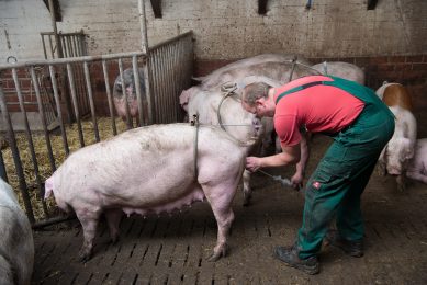 Sow insemination: Tim Kropp does not have any stalls and simply inseminates the animals while walking loose in the group. Photo: Michel Velderman