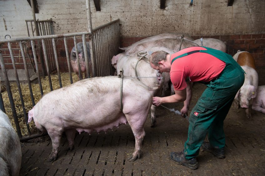 Sow insemination: Tim Kropp does not have any stalls and simply inseminates the animals while walking loose in the group. Photo: Michel Velderman