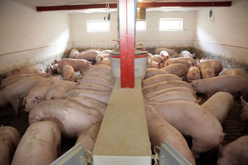 Snapshot of a pig farm in Poland. - Photo: Henk Riswick