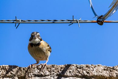 Birds and rodents can in theory get into a well-protected farm. This needs attention too! Photo: 123RF.com