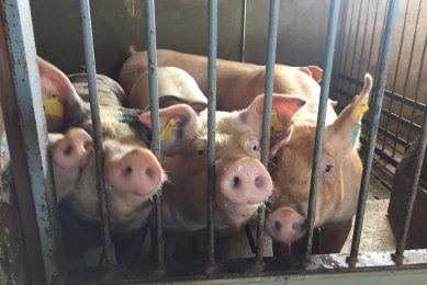 By combining enzymes with probiotics, improved and consistent growth performance can be achieved with pigs. Photo: Dr Maria Walsh