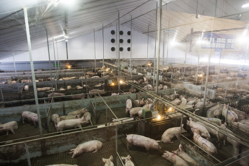 New technology helps Canadian pork industry