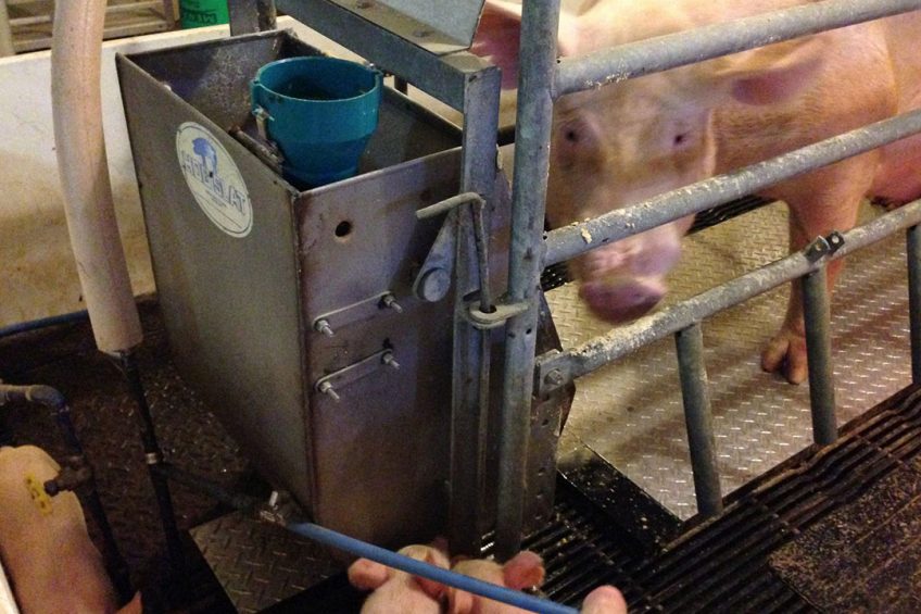 Cooling pads for sows during farrowing and lactation. Photo: Allan Schinckel