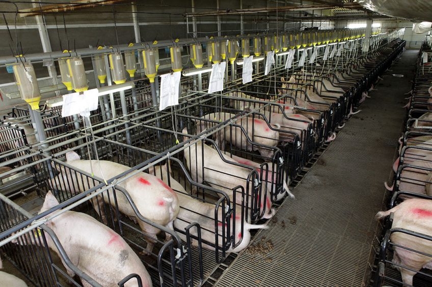 Gestating sows on a farm in Russia. This is not the farm that was affected by ASF. - Photo: Henk Riswick