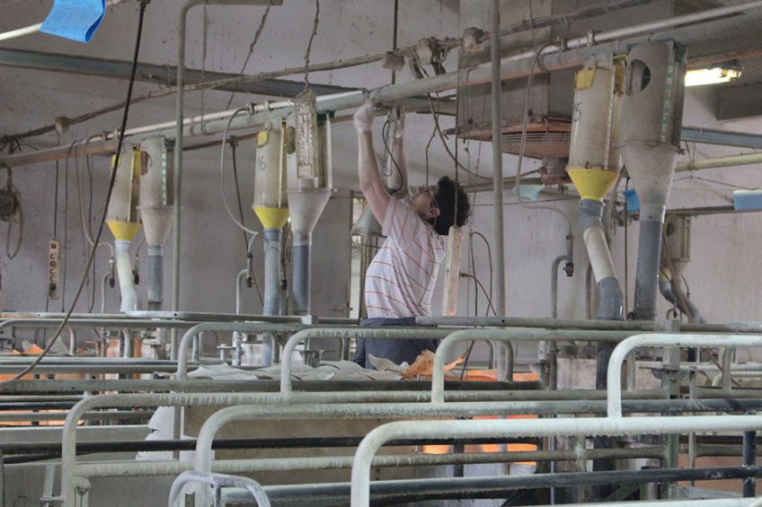 There are staff available around the clock to attend to farrowing sows. Photo: Vincent ter Beek