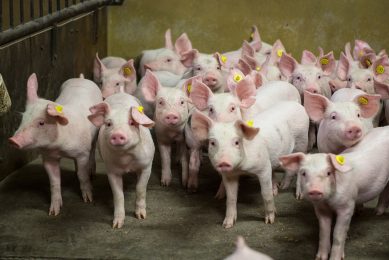 A mixed litter on a farm in the Netherlands. Photo: Peter Roek