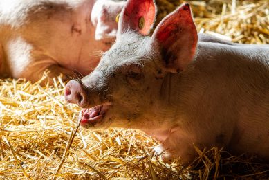 The Pig Welfare Symposium has taken on a strong international agenda. Photo: Ronald Hissink