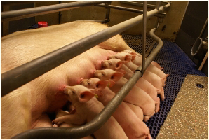 Osborne: Heat pads for pigs