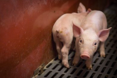 Key issues in designing feed for antibiotic-free pork. Photo: Gwenael Saliou   Groupe Avril