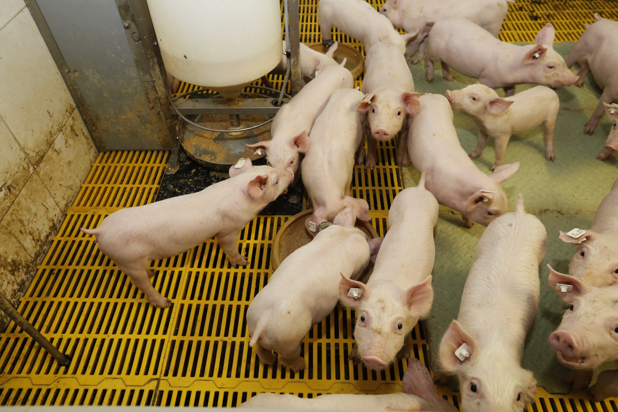 Antibiotic free' addressed at Kemin seminar - Pig Progress Antibiotic free' addressed at Kemin seminar - Pig Progress