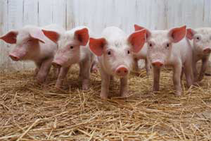 Coop set up to help streamline pig rearing