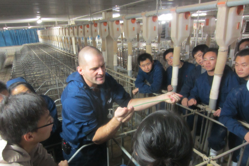 Lance Dunbar, senior consultant at Carthage & MHJ Agritech Consulting, gives instructions and training to Chinese farm staff on post-cervical artificial insemination (PCAI).<em> Photo: Michael Ellermann</em>
