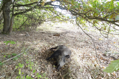 Dead wild boar in a field in Poland. <em>Photo: Iwona Markowska-Daniel</em>