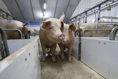 Weaning done differently: the sows are moved out, but not the piglets. Photo: Bert Jansen