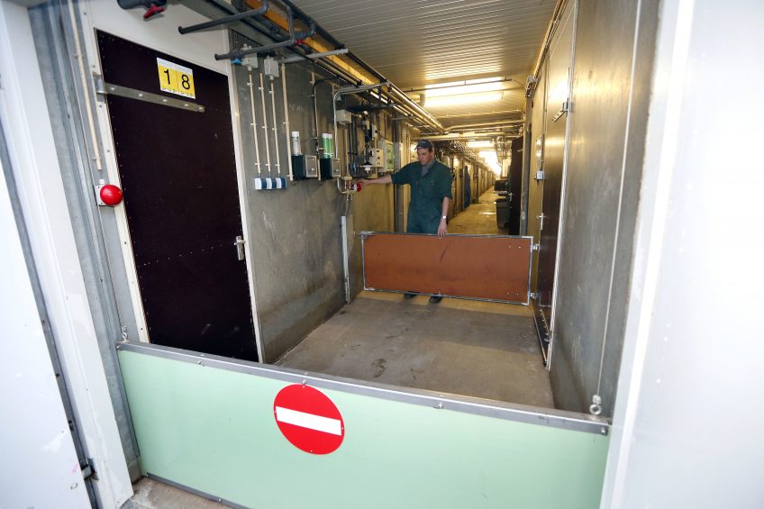 Improving biosecurity and pig flow management. Photo: Bert Jansen