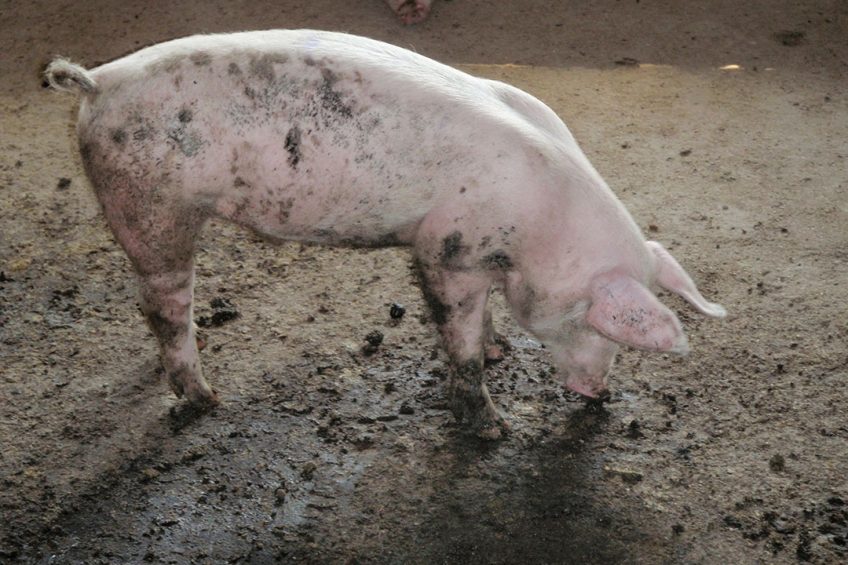 Grower pigs affected by PEDv may not show obvious symptoms