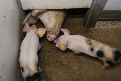 Higher parity sows need higher nutrient levels