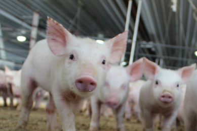 Gel is a highly palatable hydration and nutrition source for young pigs, with a formulation that is 2/3 water and 1/3 solids. This combination aids in the transition to dry pellets, helps keep pigs hydrated and supports intestinal health. Photo: Purina Animal Nutrition