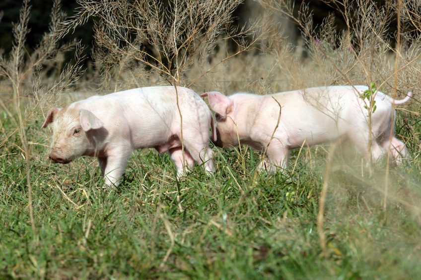 When it comes to walking, pigs learn super fast. Photo: Henk Riswick