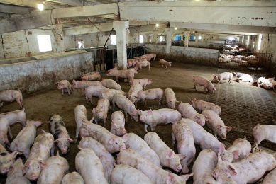 This pig farm in Ukraine renovated cattle sheds to be suitable for finisher pigs. - Photo: Henk Riswick