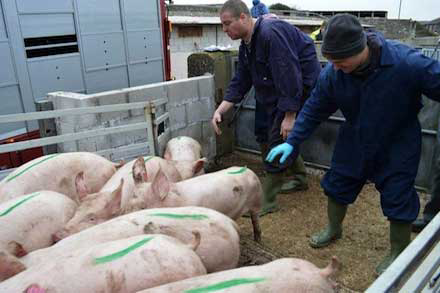 ACMC wins Georgian order for genetically advanced pigs