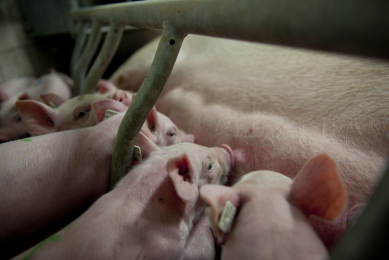 Hyperprolific sows are faced with many challenges   many hungry piglets is just one of them. [Photo: Mark Pasveer]