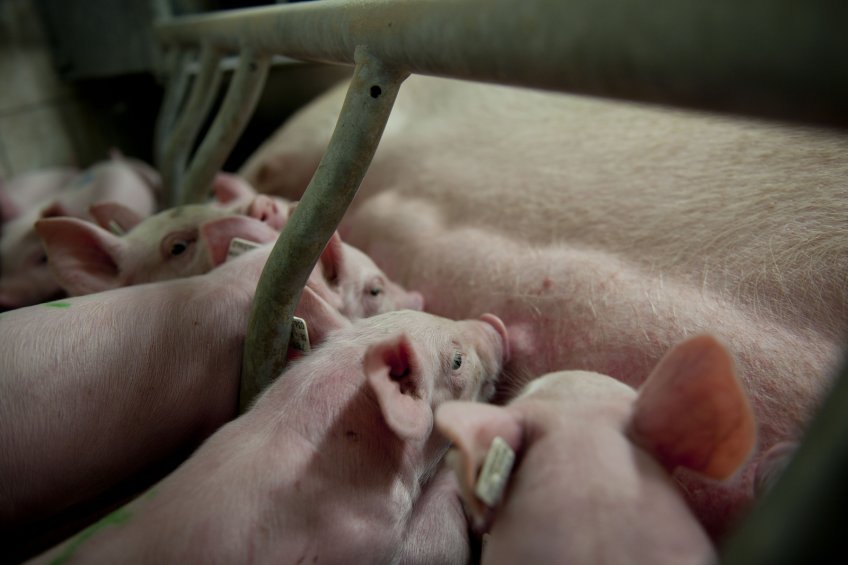 Hyperprolific sows are faced with many challenges   many hungry piglets is just one of them. [Photo: Mark Pasveer]