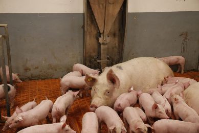 In this German pig house, piglets are not constricted to their pen, but are even allowed to roam free through the entire department. - Photo: Hans Prinsen