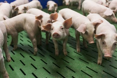 In piglets, oxidative stress is especially noticeable during the weaning phase. Photo: Hamlet Protein