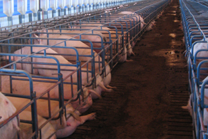 2013 sow stall ban: Bigger drop in meat production