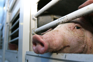 Russia: Ban on live pigs from Estonia may not be lifted