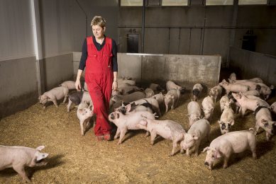 Annechien ten Have-Mellema surrounded by young finisher pigs, kept on straw. - Photo: Koos Groenewold