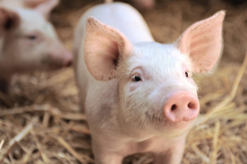 In digestive health for piglets, feed plays a central role. Photo: Gwenael Saliou