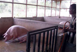 Ghana s swine industry can do with more funding