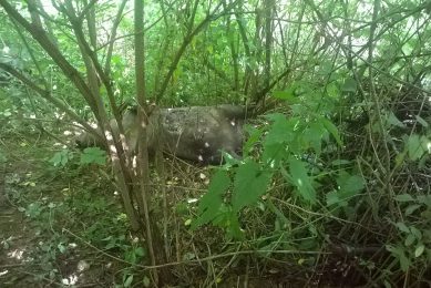 The chances of finding ASF-infected wild boar grows as the months get colder. - Photo: Petr Satran, Czech State Veterinary Administration